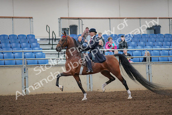 2019 Morgan Horse Show - Aug 30, 2019 - 25033