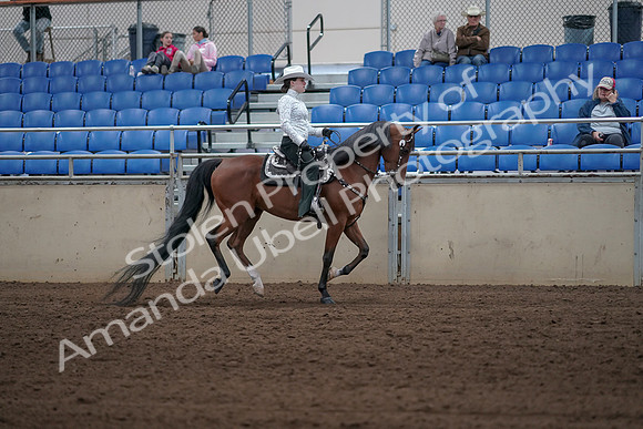 2019 Morgan Horse Show - Sept 01, 2019 - 07043