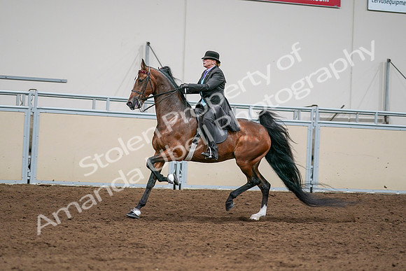 2020 - AB Morgan Horse - Sat, Sept 05 - 13002