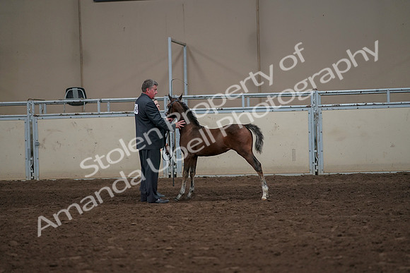 2019 Morgan Horse Show - Aug 31, 2019 - 00478