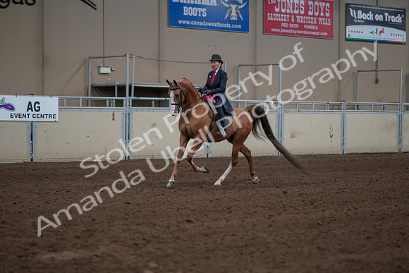 2019 Morgan Horse Show - Sept 01, 2019 - 12107