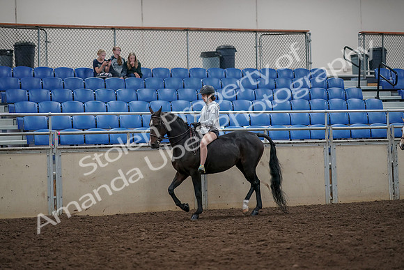 2019 Morgan Horse Show - Aug 30, 2019 - 31209