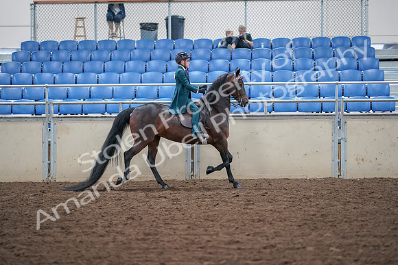 2019 Morgan Horse Show - Aug 30, 2019 - 18179