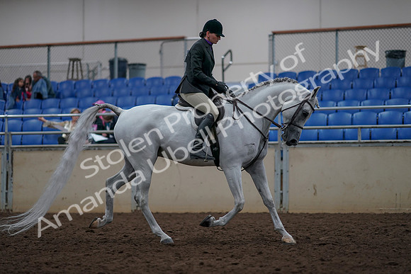 2019 Morgan Horse Show - Aug 31, 2019 - 16152