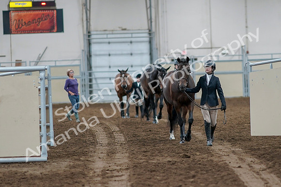 2020 - AB Morgan Horse - Fri, Sept 04 - 00726