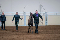 2020 - AB Morgan Horse - Fri, Sept 04 - 06186