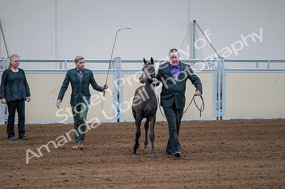 2020 - AB Morgan Horse - Fri, Sept 04 - 06186