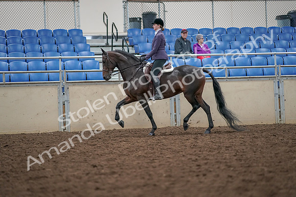 2019 Morgan Horse Show - Aug 30, 2019 - 20148