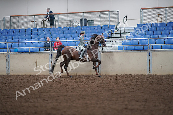 2019 Morgan Horse Show - Aug 30, 2019 - 18110