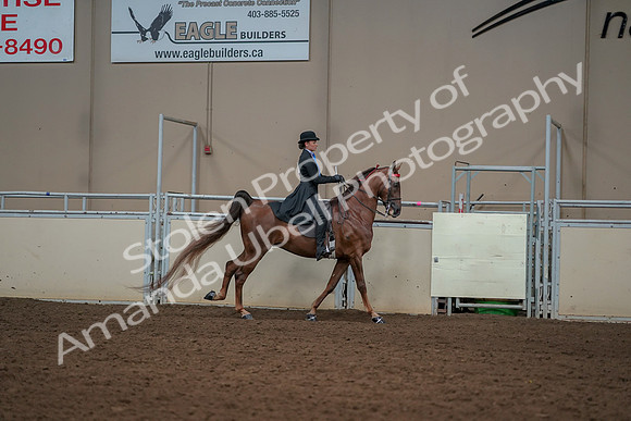 2019 Morgan Horse Show - Aug 30, 2019 - 25323