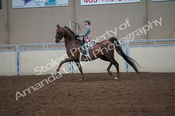 2019 Morgan Horse Show - Aug 30, 2019 - 18254