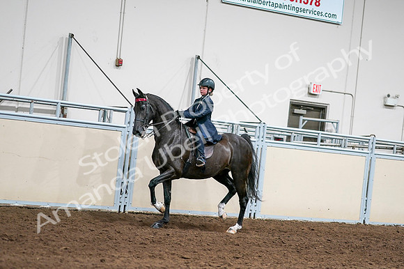 2020 - AB Morgan Horse - Fri, Sept 04 - 03008