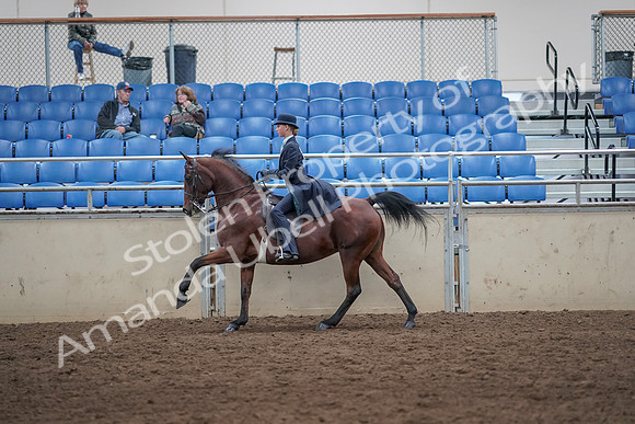 2019 Morgan Horse Show - Aug 31, 2019 - 08776