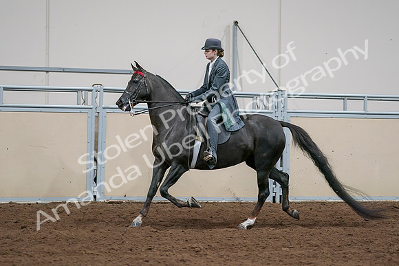 2020 - AB Morgan Horse - Sat, Sept 05 - 13656