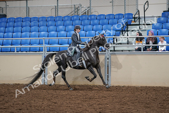 2020 - AB Morgan Horse - Sat, Sept 05 - 13950