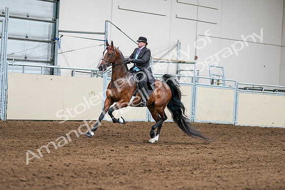 2020 - AB Morgan Horse - Sat, Sept 05 - 12968