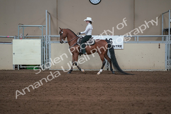 2019 Morgan Horse Show - Sept 01, 2019 - 06962