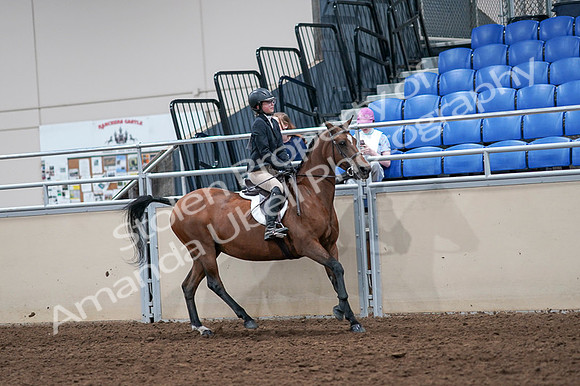 2020 - AB Morgan Horse - Fri, Sept 04 - 02123