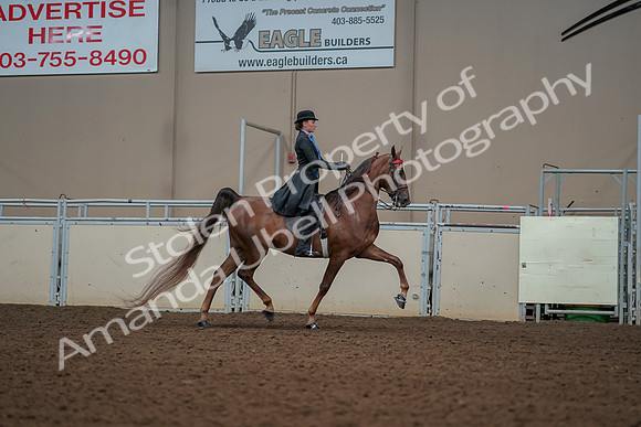 2019 Morgan Horse Show - Aug 30, 2019 - 25232