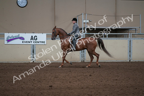 2019 Morgan Horse Show - Sept 01, 2019 - 12204