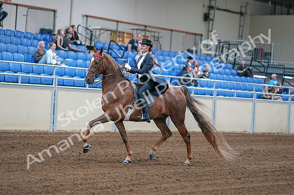 2020 - AB Morgan Horse - Fri, Sept 04 - 06248