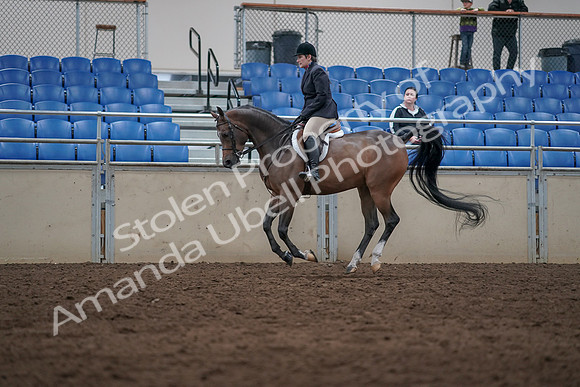 2019 Morgan Horse Show - Sept 01, 2019 - 08658