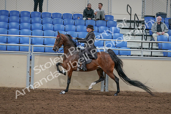 2020 - AB Morgan Horse - Fri, Sept 04 - 09776
