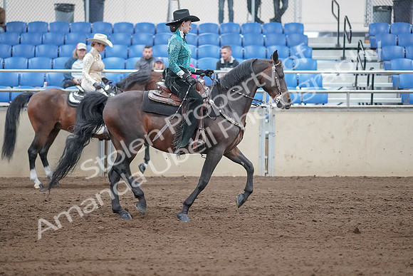 2019 Morgan Horse Show - Sept 01, 2019 - 07027