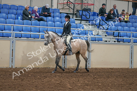2020 - AB Morgan Horse - Sat, Sept 05 - 01185