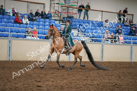 2020 - AB Morgan Horse - Sat, Sept 05 - 13764