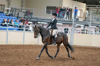 2020 - AB Morgan Horse - Sat, Sept 05 - 14199