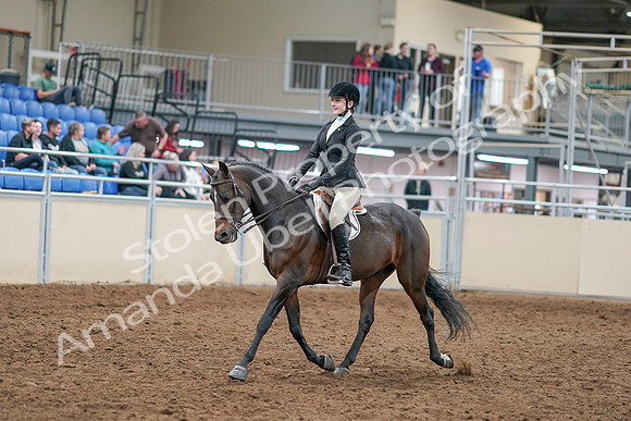 2020 - AB Morgan Horse - Sat, Sept 05 - 14199