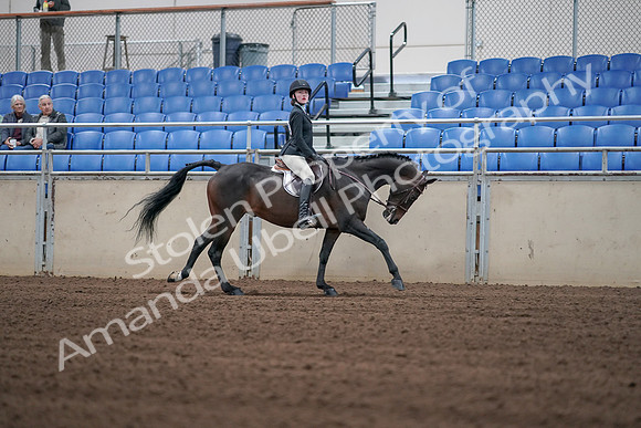 2019 Morgan Horse Show - Sept 01, 2019 - 03880