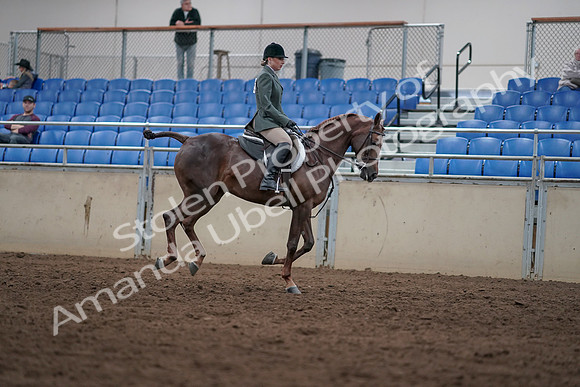 2019 Morgan Horse Show - Sept 01, 2019 - 08842