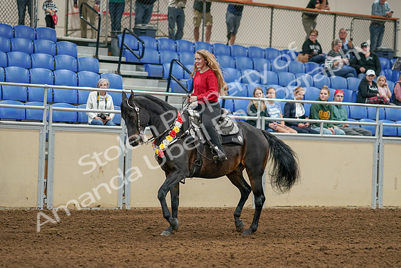 2020 - AB Morgan Horse - Sat, Sept 05 - 10358