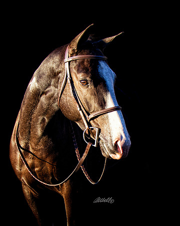 other breeds - 012