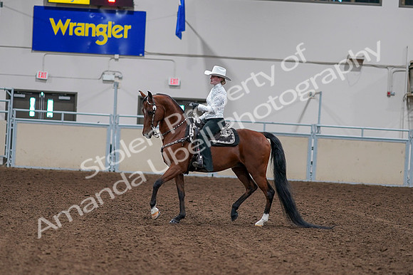 2020 - AB Morgan Horse - Fri, Sept 04 - 03569
