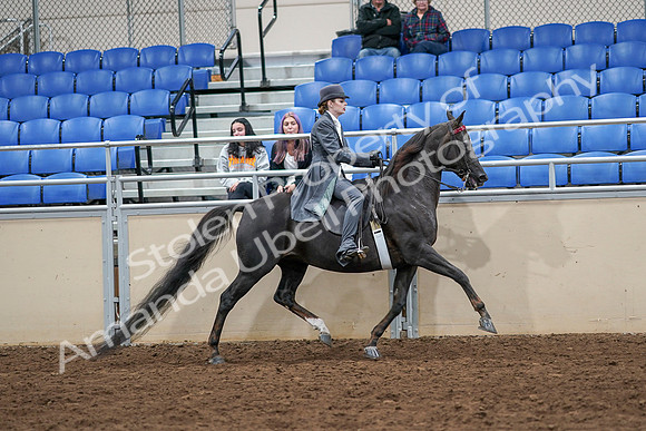 2020 - AB Morgan Horse - Sat, Sept 05 - 13954