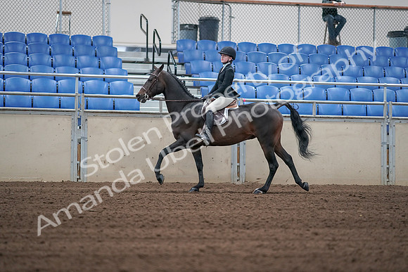 2019 Morgan Horse Show - Sept 01, 2019 - 03758