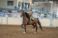 2020 - AB Morgan Horse - Sat, Sept 05 - 05280