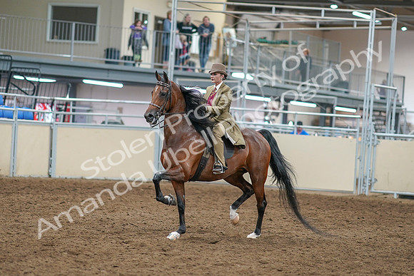 2020 - AB Morgan Horse - Sat, Sept 05 - 05280