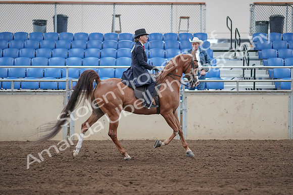 2019 Morgan Horse Show - Sept 01, 2019 - 11989