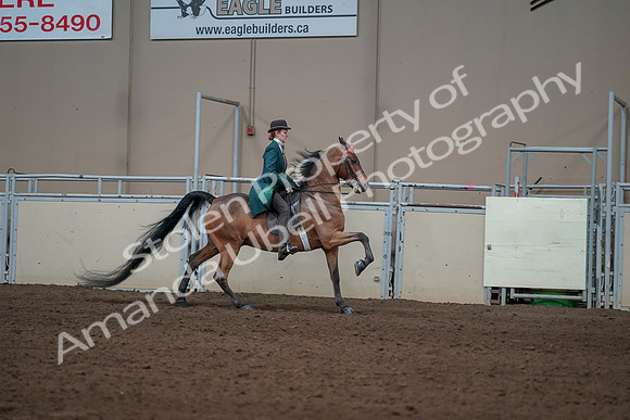 2019 Morgan Horse Show - Sept 01, 2019 - 13380