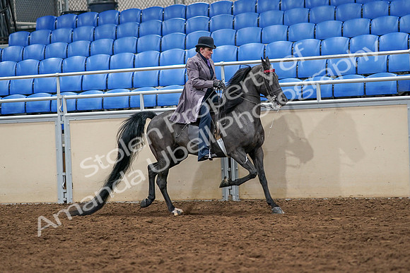 2020 - AB Morgan Horse - Sat, Sept 05 - 13980