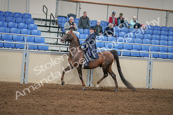 2020 - AB Morgan Horse - Fri, Sept 04 - 08008