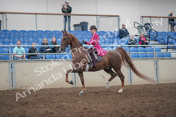 2019 Morgan Horse Show - Aug 31, 2019 - 08747