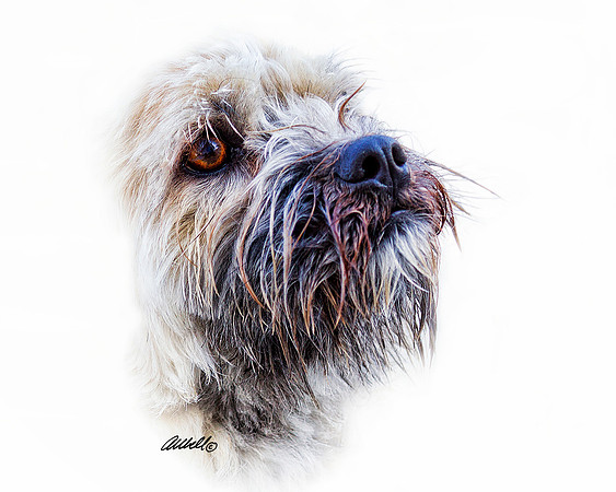 Dogs and Cats - 027