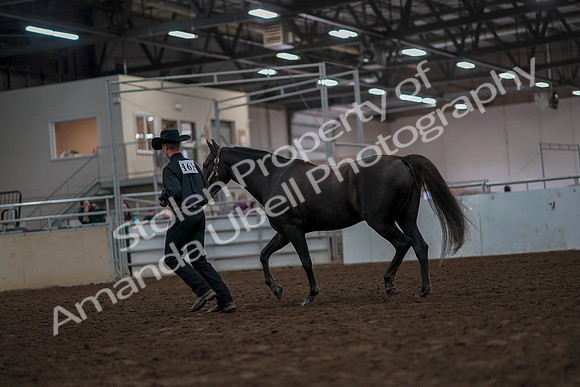 2019 Morgan Horse Show - Aug 31, 2019 - 02064