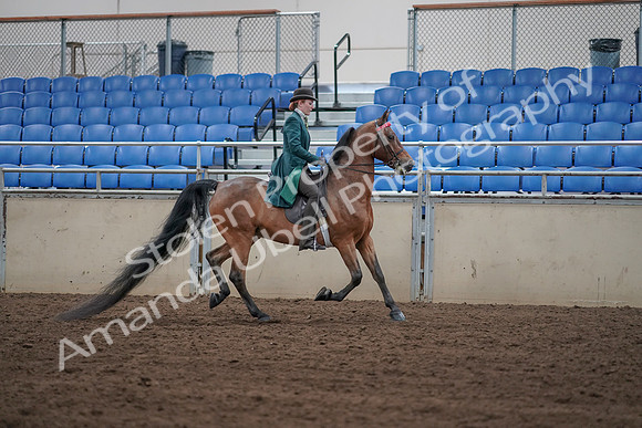 2019 Morgan Horse Show - Sept 01, 2019 - 13296