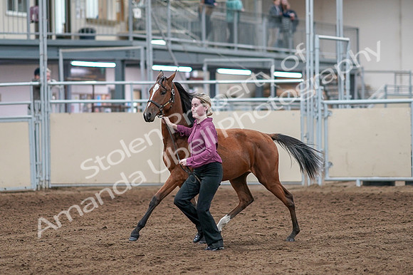 2020 - AB Morgan Horse - Fri, Sept 04 - 07593